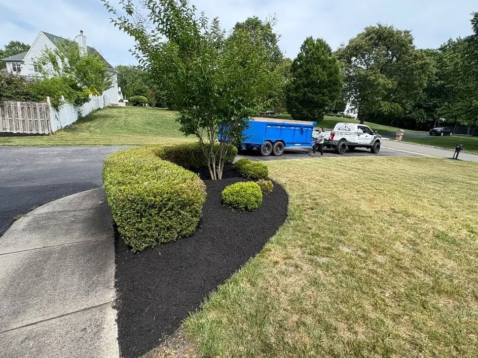 Curved corner bed with fresh black mulch, a trimmed hedge, round shrubs and a small tree beside a driveway and walk