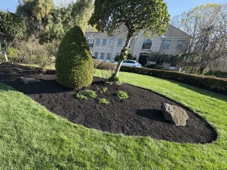 Black mulch bed with a crisp cut edge, a cone-shaped evergreen, small tree and boulder in a green front lawn