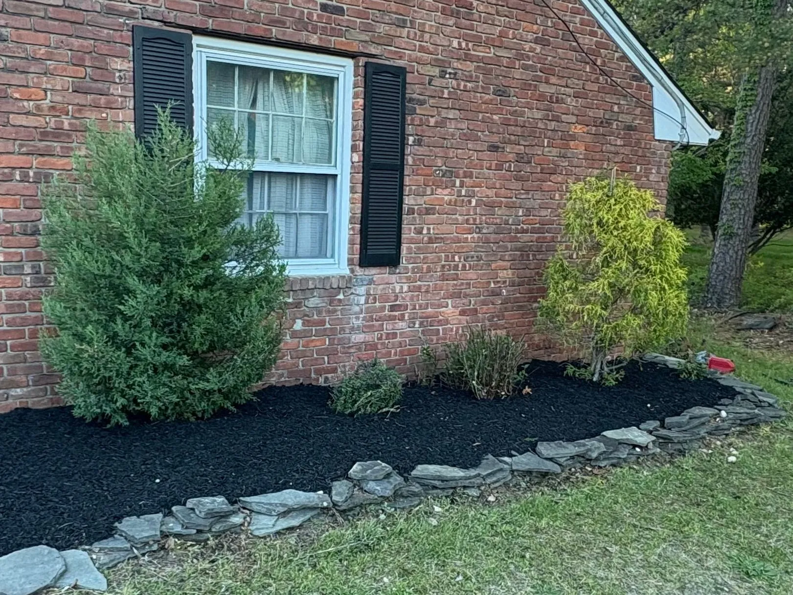 After: Same brick wall bed after cleanup: pruned evergreen and golden cypress in fresh black mulch behind a flat-stone border