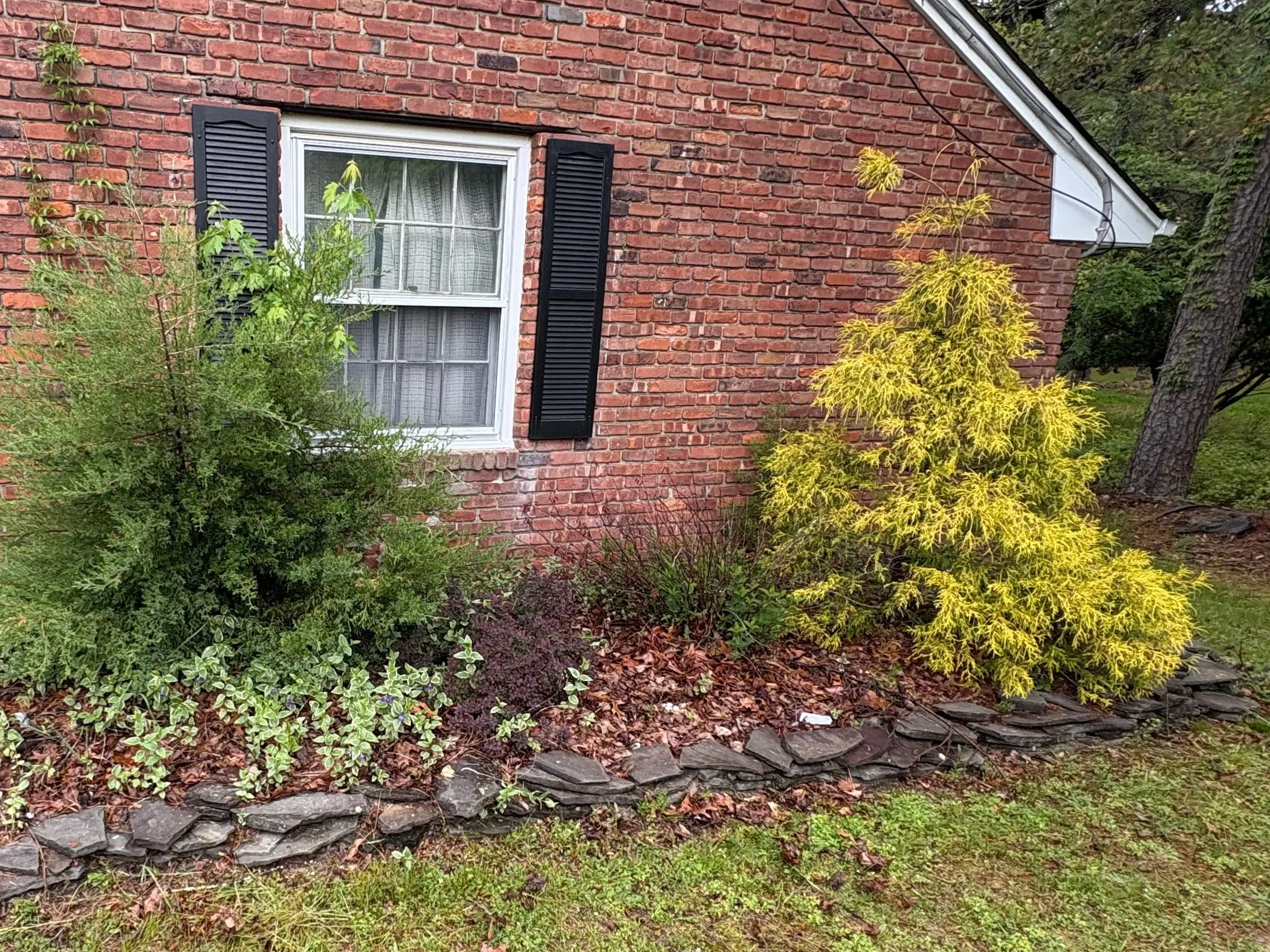Before: Overgrown bed along a brick wall: shaggy evergreen, sprawling golden cypress, weeds and old mulch behind a stone border