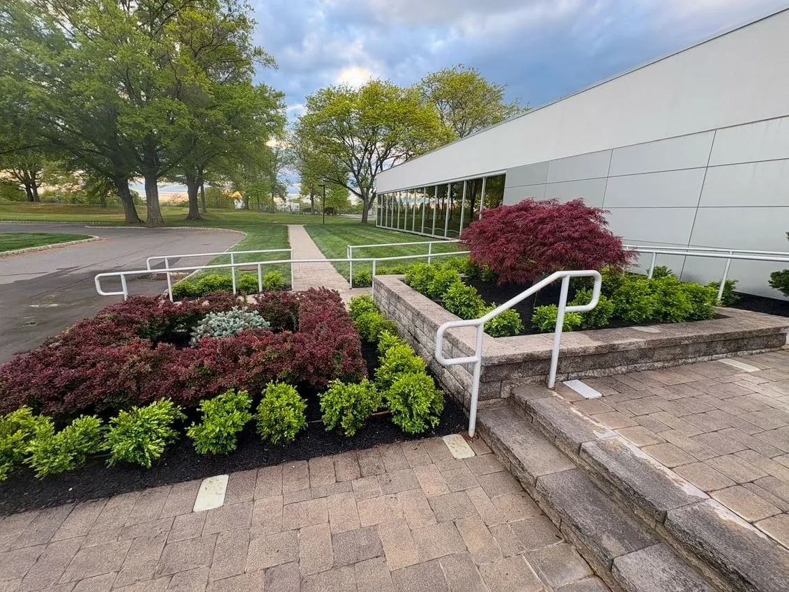 Commercial entrance beds with green shrubs, red barberry and a Japanese maple in black mulch beside paver steps