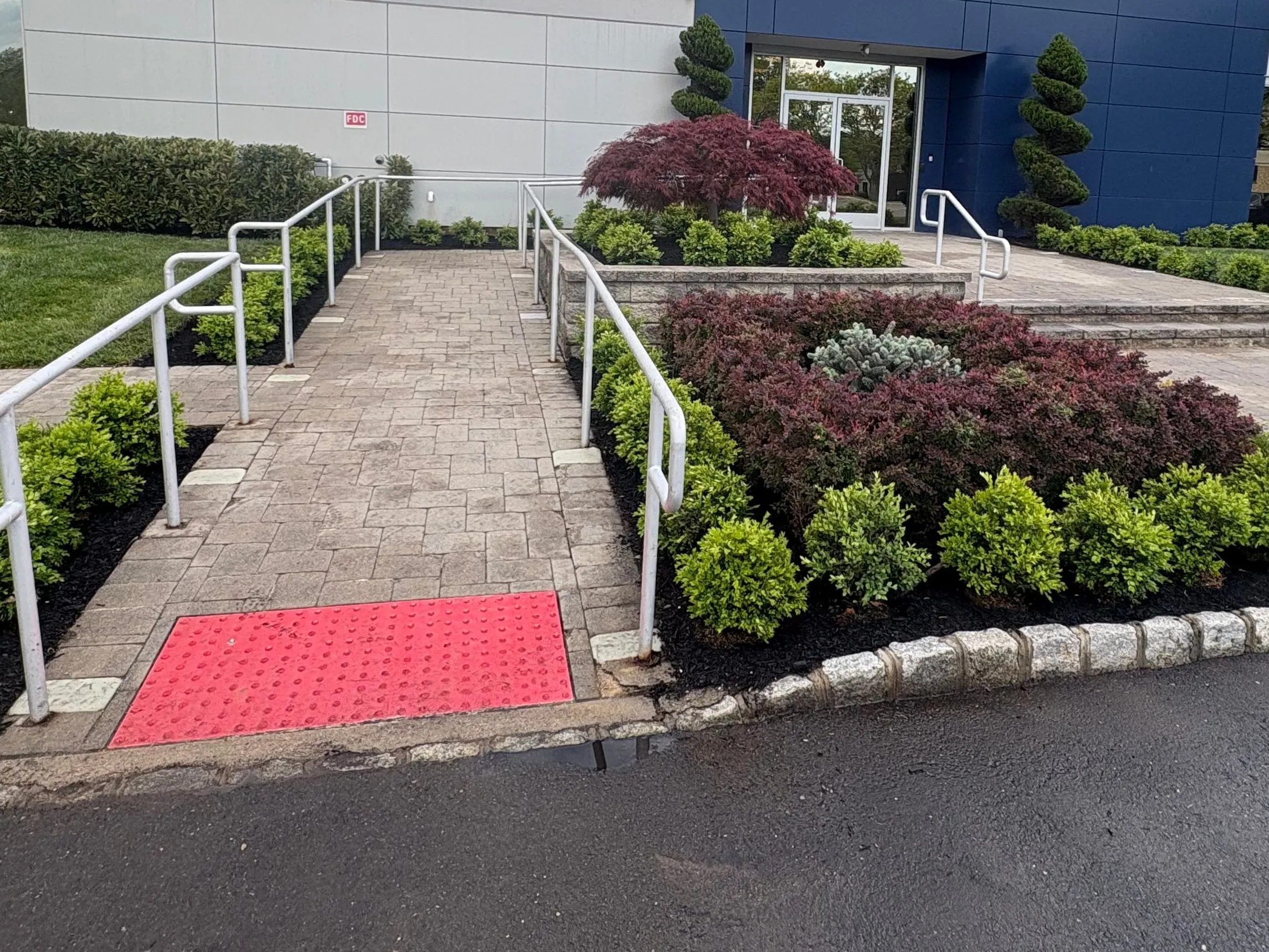 After: Paver ramp with white handrails beside a pruned barberry mound edged with new green shrubs and fresh black mulch.