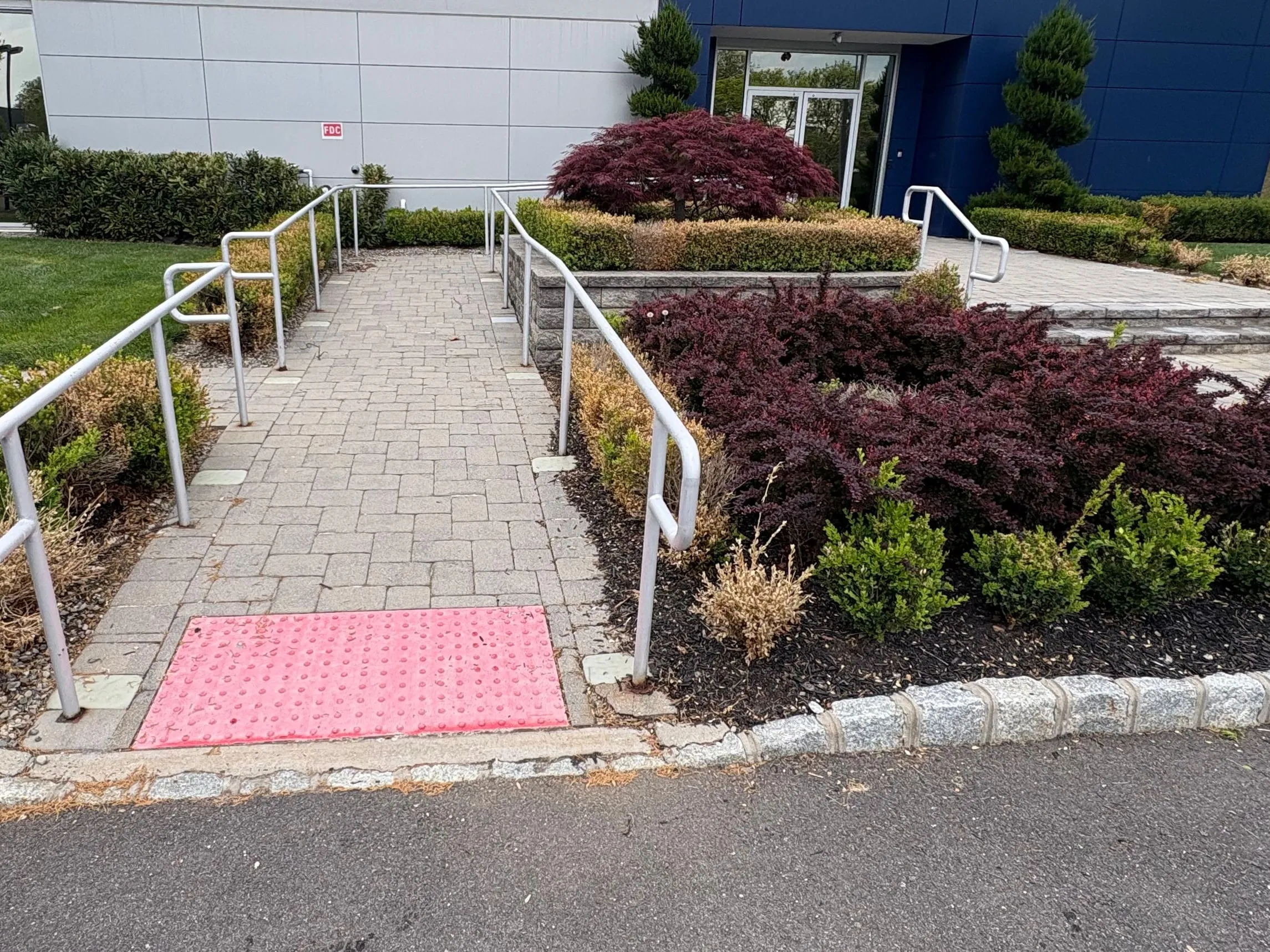 Before: Paver ramp with white handrails beside an overgrown burgundy barberry bed with browned shrubs, before cleanup.
