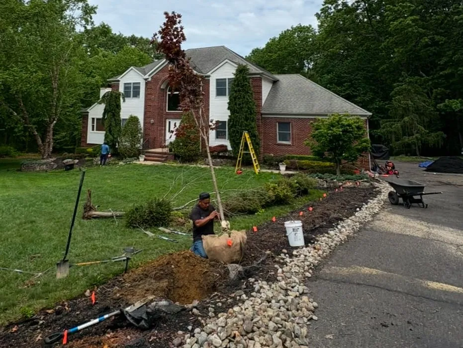 Crew member setting a balled-and-burlapped red maple into a planting hole in a driveway bed edged with river rock