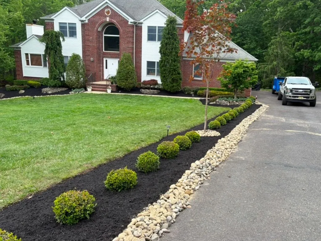After: Row of round boxwoods and a young red maple in black mulch with a river rock border beside a driveway