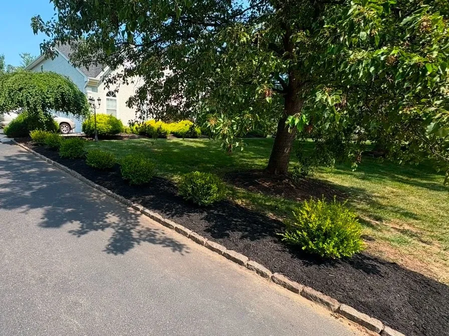 After: Row of small new shrubs in fresh black mulch along a stone driveway curb, with lawn and a large shade tree behind.