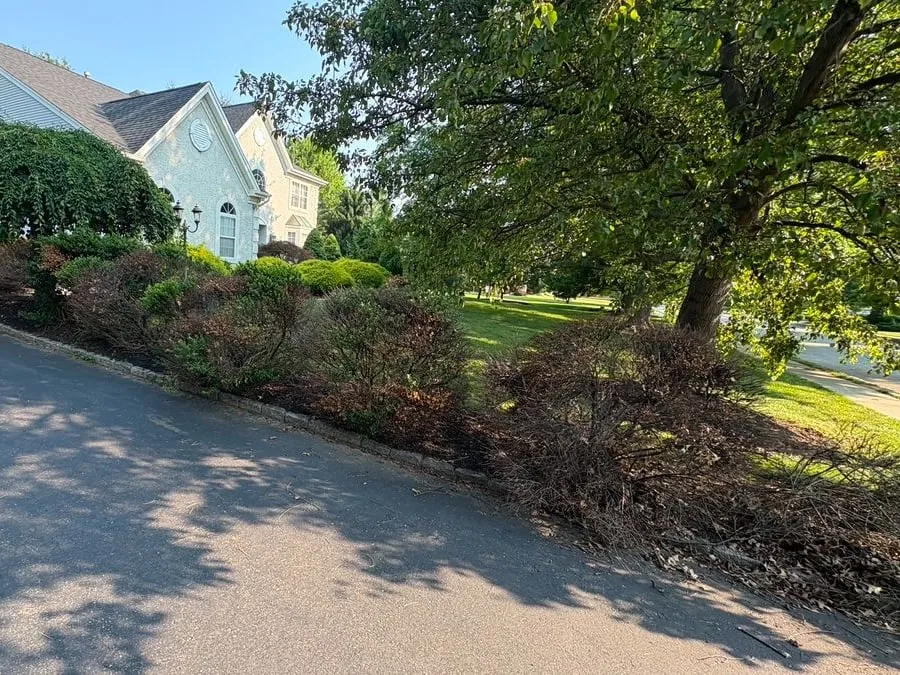 Before: Overgrown, browning shrubs spilling over a stone driveway curb, with a house and large shade tree behind.