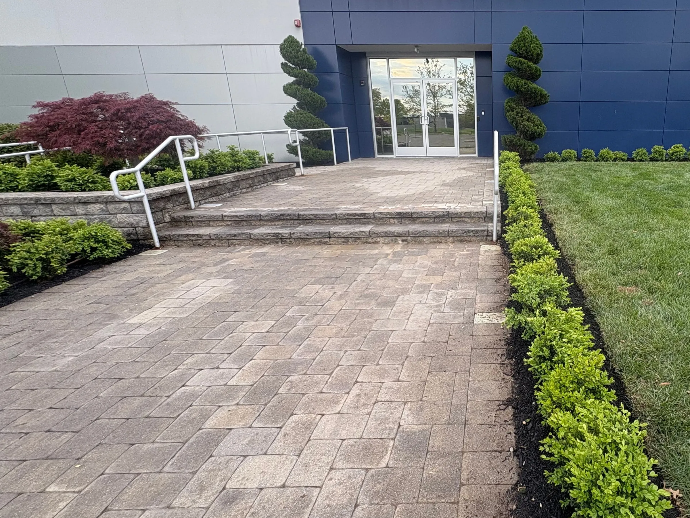 Row of newly planted green shrubs in black mulch along a paver walkway leading to a commercial building entrance
