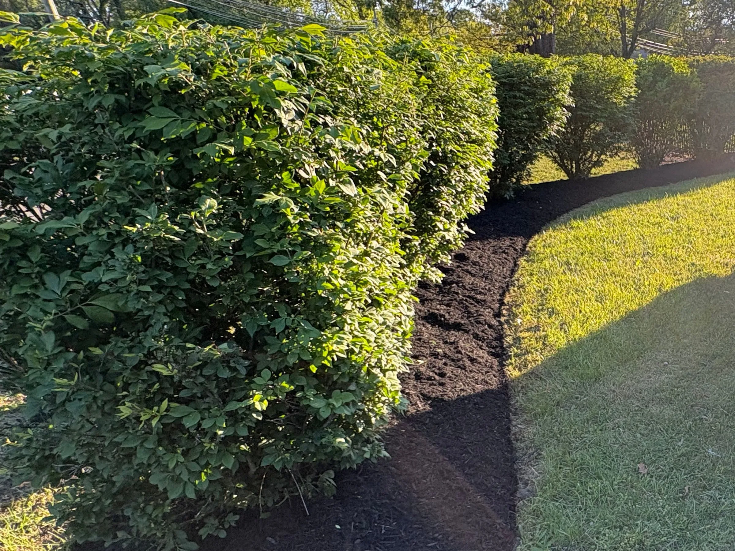After: Neatly trimmed hedge with a fresh black mulch bed cut in a clean curved edge against the lawn, in low sun.