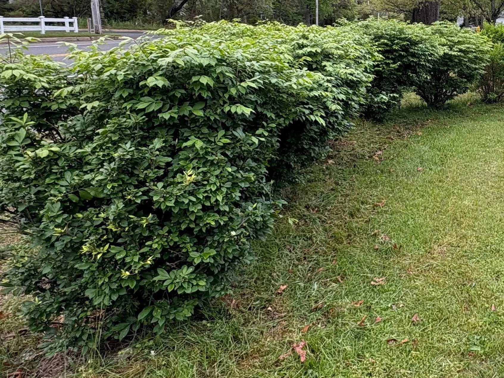 Before: Shaggy, overgrown hedge beside a road, with lawn grass growing right up to the shrubs and no defined bed.