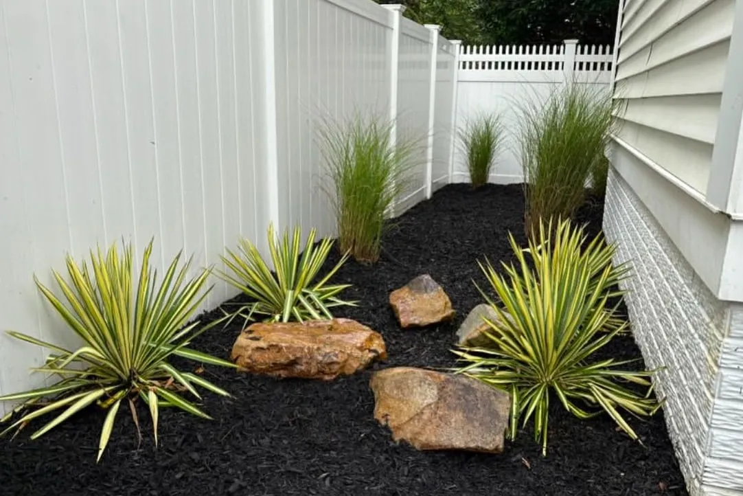 Narrow side yard bed with black mulch, variegated yuccas, ornamental grasses and boulders beside a white vinyl fence