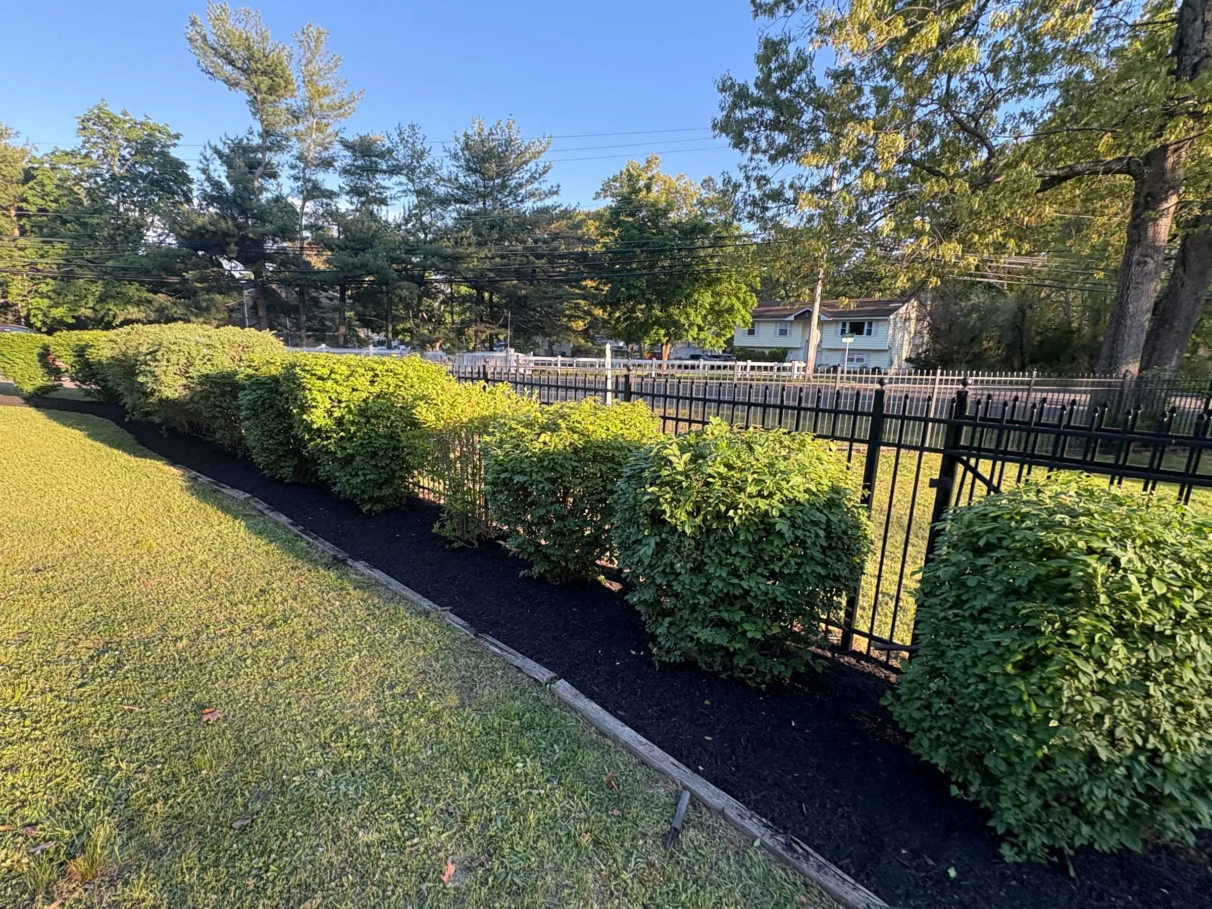 Row of trimmed rounded hedges in a fresh black mulch bed with timber edging along a black metal fence beside a lawn